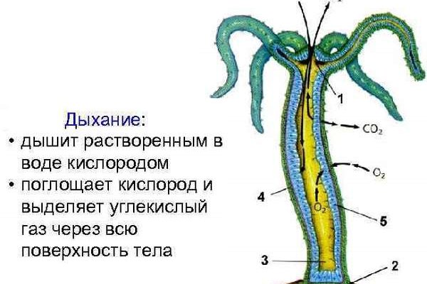 Кракен даркнет текст