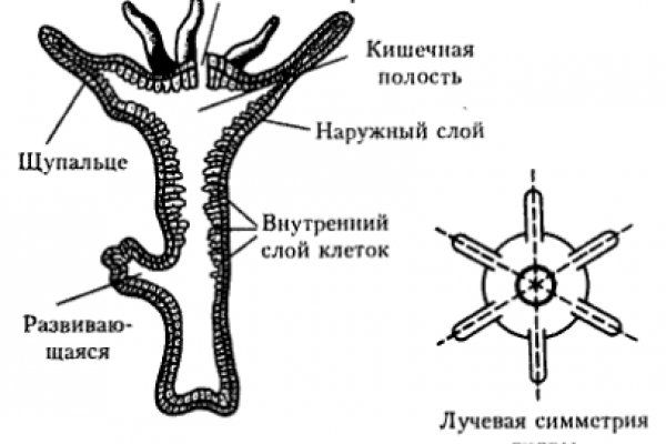 Пользователь не найден кракен что делать